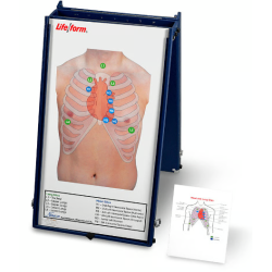 Life-form Anterior Auscultation Board with Case