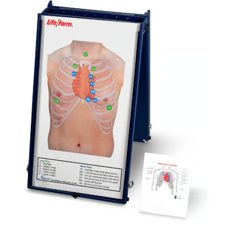 Life-form Anterior Auscultation Board with Case