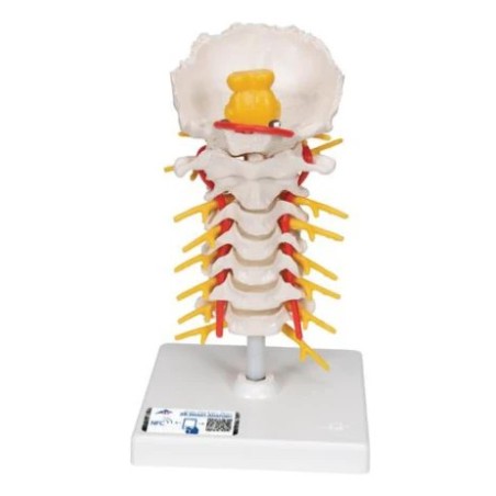 Cervical Spine Column Model