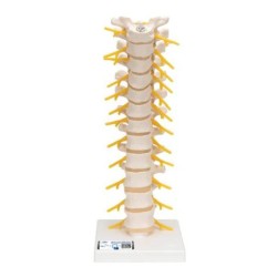 Thoracic Human Spinal Column Model