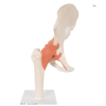 Functional Human Hip Joint Model with Ligaments & Marked Cartilage