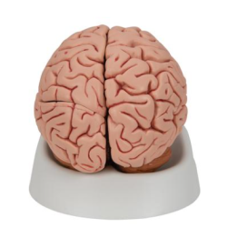 Classic Human Brain Model