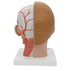 Human Head Model with Neck