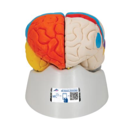 Human Neuro-Anatomical Brain Model