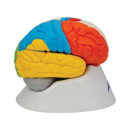 Human Neuro-Anatomical Brain Model